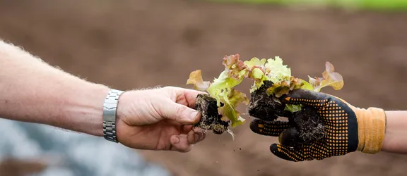 Zwei Hände halten Salat Setzlinge in Auhof Gärtnerei