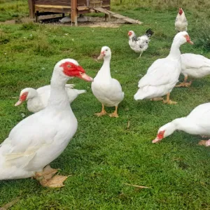 Tierpate Enten