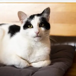 Weiße Katze mit schwarzen Flecken