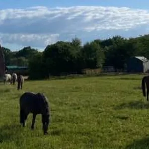 Sechs Pferde auf der Koppel grasen