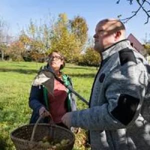 Zwei Menschen ernten Äpfel auf der inklusiven Streuobstwiese in Hersbruck