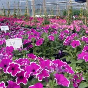 Blühende Blumen für Garten und Balkon