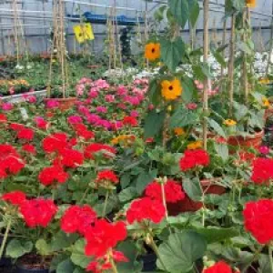 Blühende Blumen für Garten und Balkon