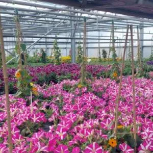 Blühende Blumen für Garten und Balkon