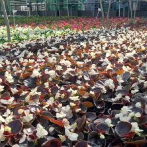 Blühende Blumen für Garten und Balkon