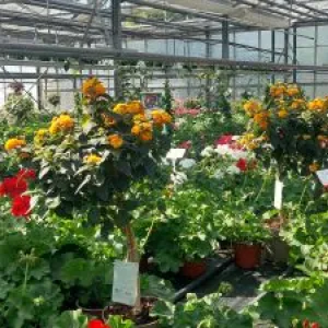 Blühende Blumen für Garten und Balkon