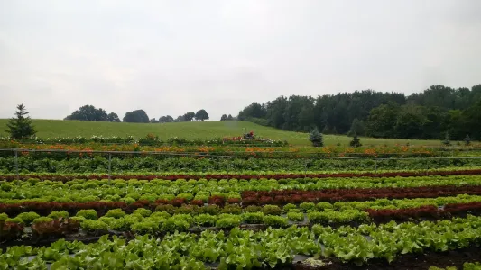 Rummelsberger Gärtnerei