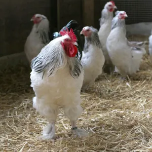 Sundheimer Hühner