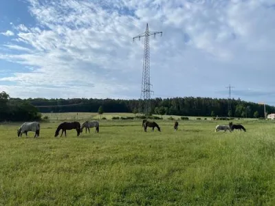 Pferde auf der Koppel