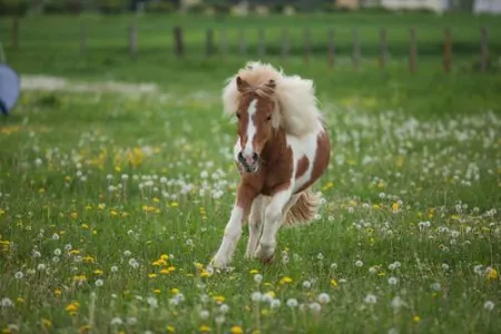 Pony galoppiert über die Wiese