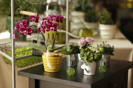 Lila Orchidee in gelben Topf