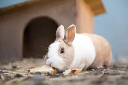 Kleiner Hase vor seiner Hütte