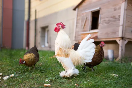 Drei Hühner im Garten