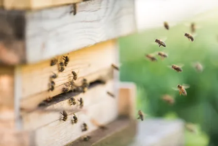 Bienenstock mit fliegenden Bienen davor