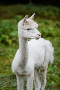 Weißes Lama