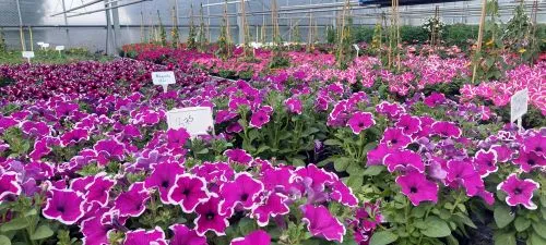 Blühende Blumen für Garten und Balkon