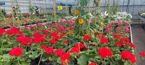 Blühende Blumen für Garten und Balkon
