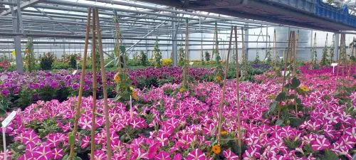 Blühende Blumen für Garten und Balkon