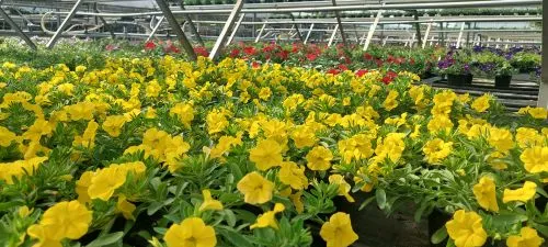 Blühende Blumen für Garten und Balkon