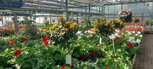 Blühende Blumen für Garten und Balkon