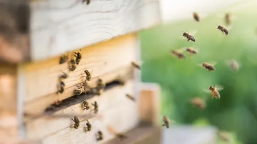 Bienenstock mit fliegenden Bienen davor