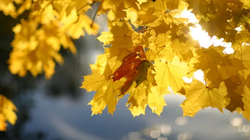 Herbstblätter am Baum.