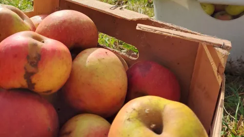 Auf der inklusiven Streuobstwiese am Campus Haus Weiher Hersbruck wird am Mittwoch, 1. Oktober, aus frischen selbst geernteten Äpfeln Saft gepresst. 