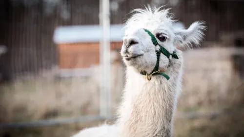 Lama & Alpaka Wandern