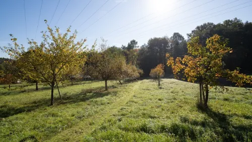 Streuobstwiese Hersbruck