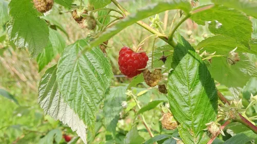 Himbeere am Strauch